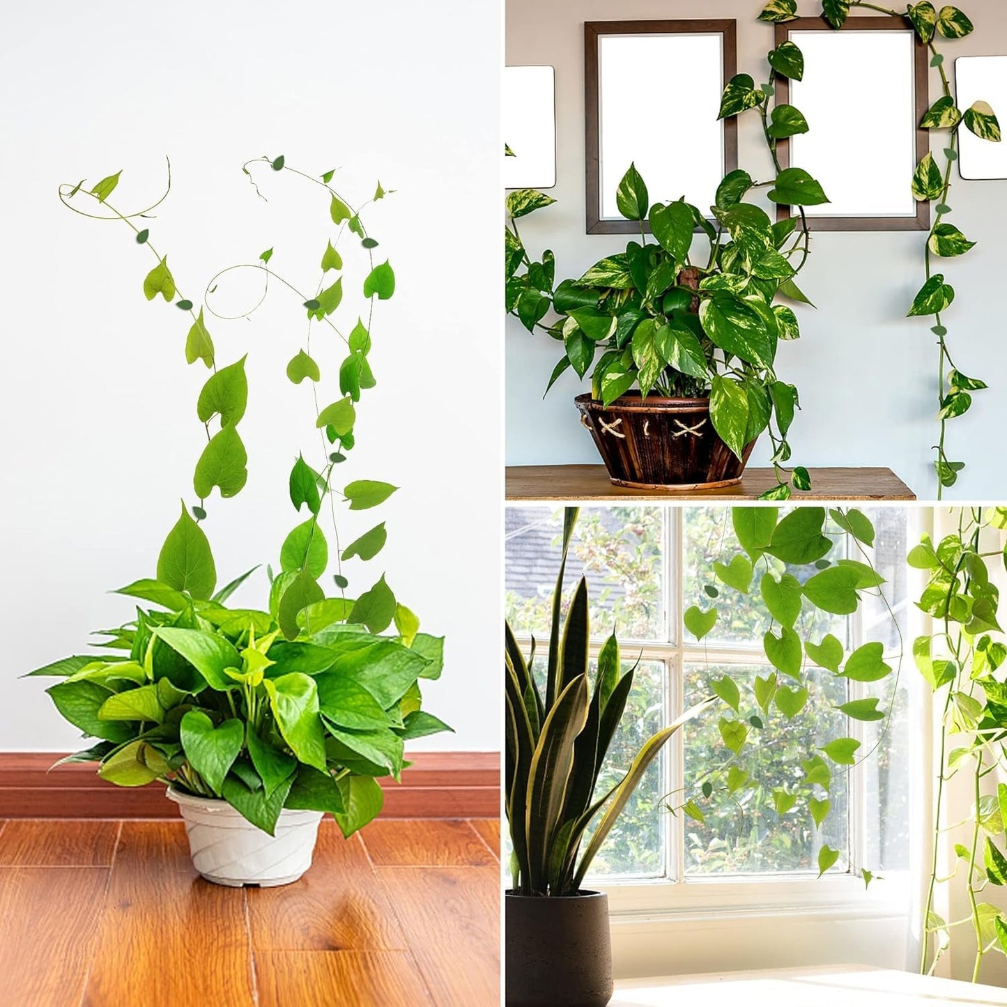 Plant Climbing Wall Fixture Clip Self-Adhesive Hook Vines Traction Invisible Stand Green Plant Clip Garden Wall Clip Plant Support Binding Clip Plants for Indoor Outdoor Decoration (30 Pcs Set) Your Brand