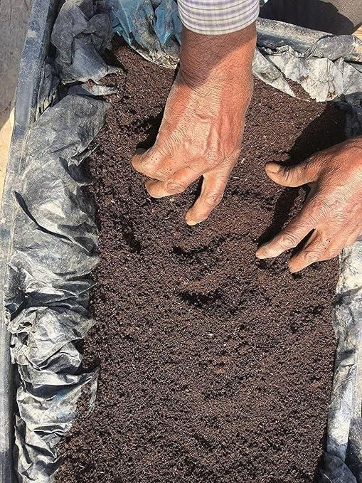 Farmer hands spreading organic vermicompost fertilizer in a plastic grow bag for seed starting