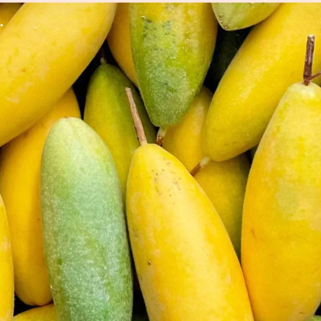 Close up of ripe elongated yellow passion fruits stacked buy exotic passion fruit seeds online with THE GIR FARMER
