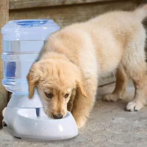 Golden retriever puppy drinking water from THE GIR FARMER automatic pet water dispenser outdoors
