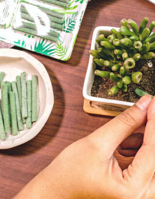 Hand holding organic plant food sticks beside a potted succulent and plant food packaging