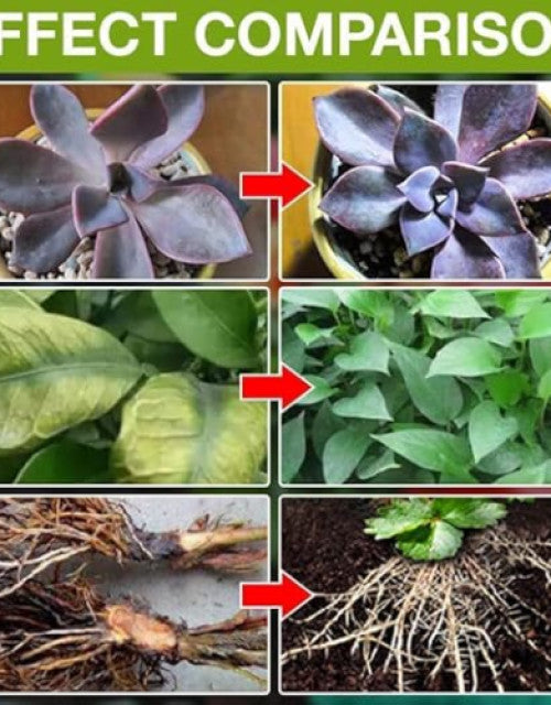 Effect comparison of succulent growth stages showcasing roots and leaf development over time