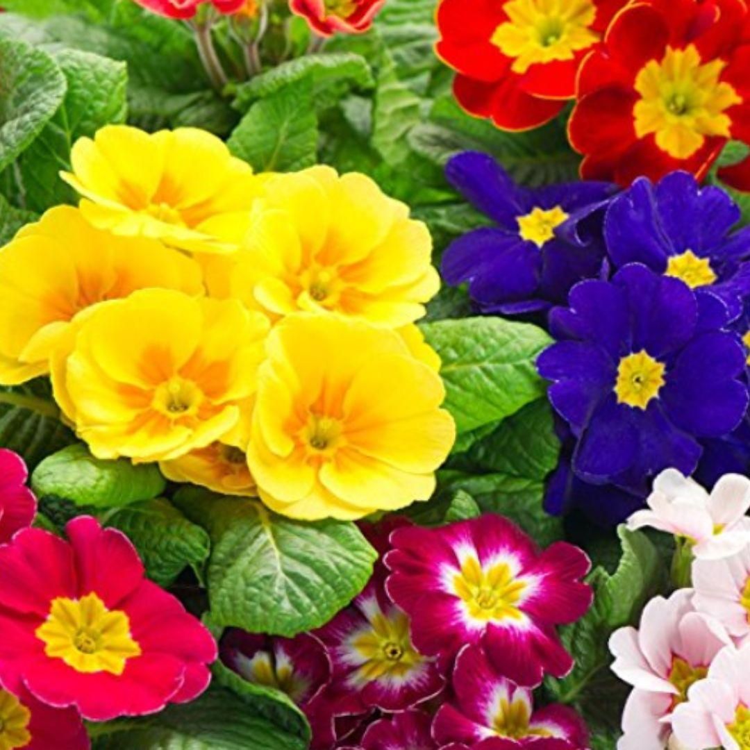 THE GIR FARMER organic rose primrose seeds multicolor primrose blooms in yellow red purple and pink for spring garden