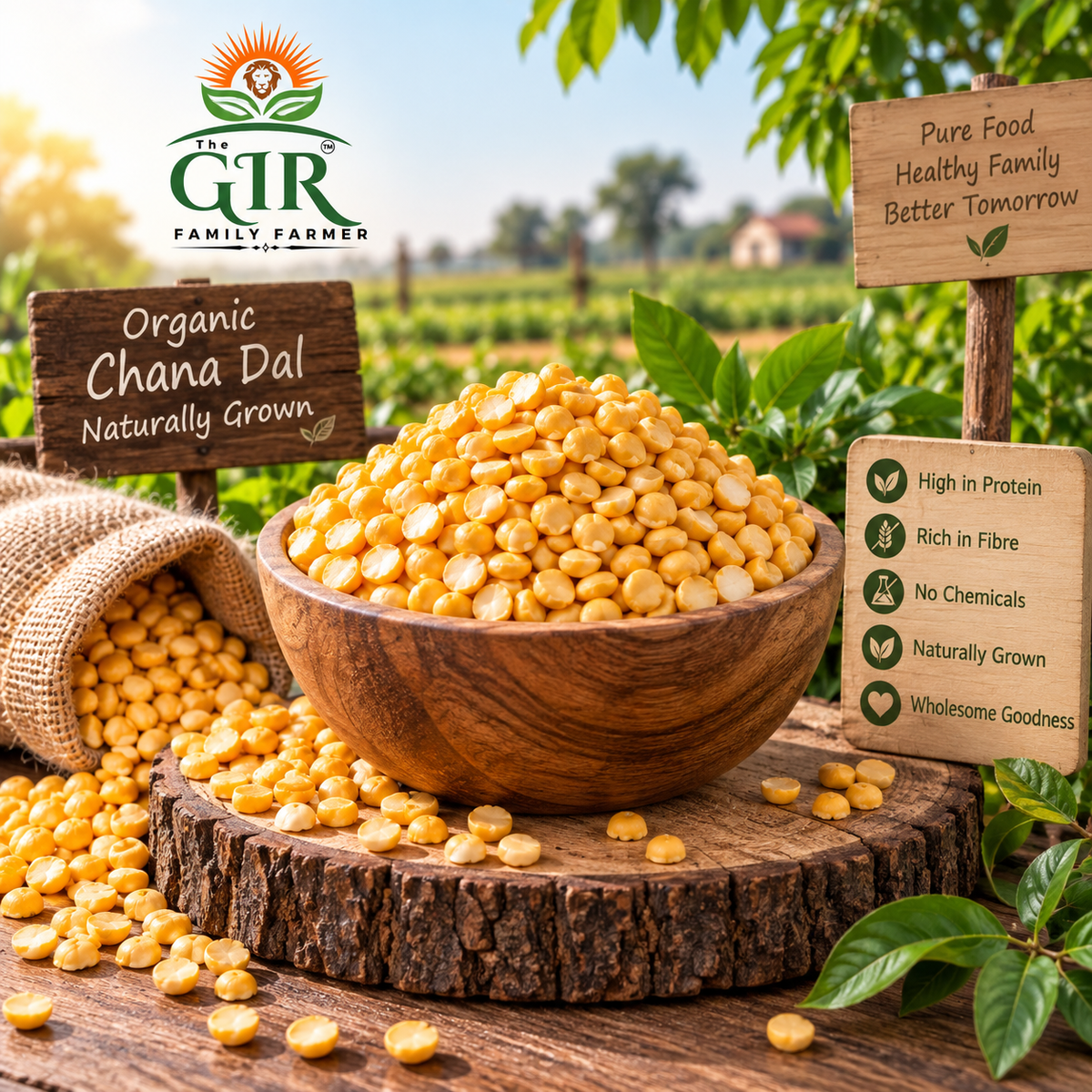 Organic chana dal in a wooden bowl, naturally grown and high in protein for healthy meals