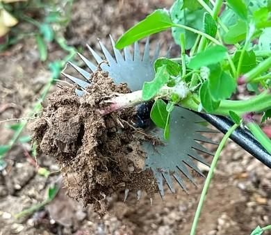 Heavy duty metal weed crusher digging up roots of a green plant in soil for effective weed removal