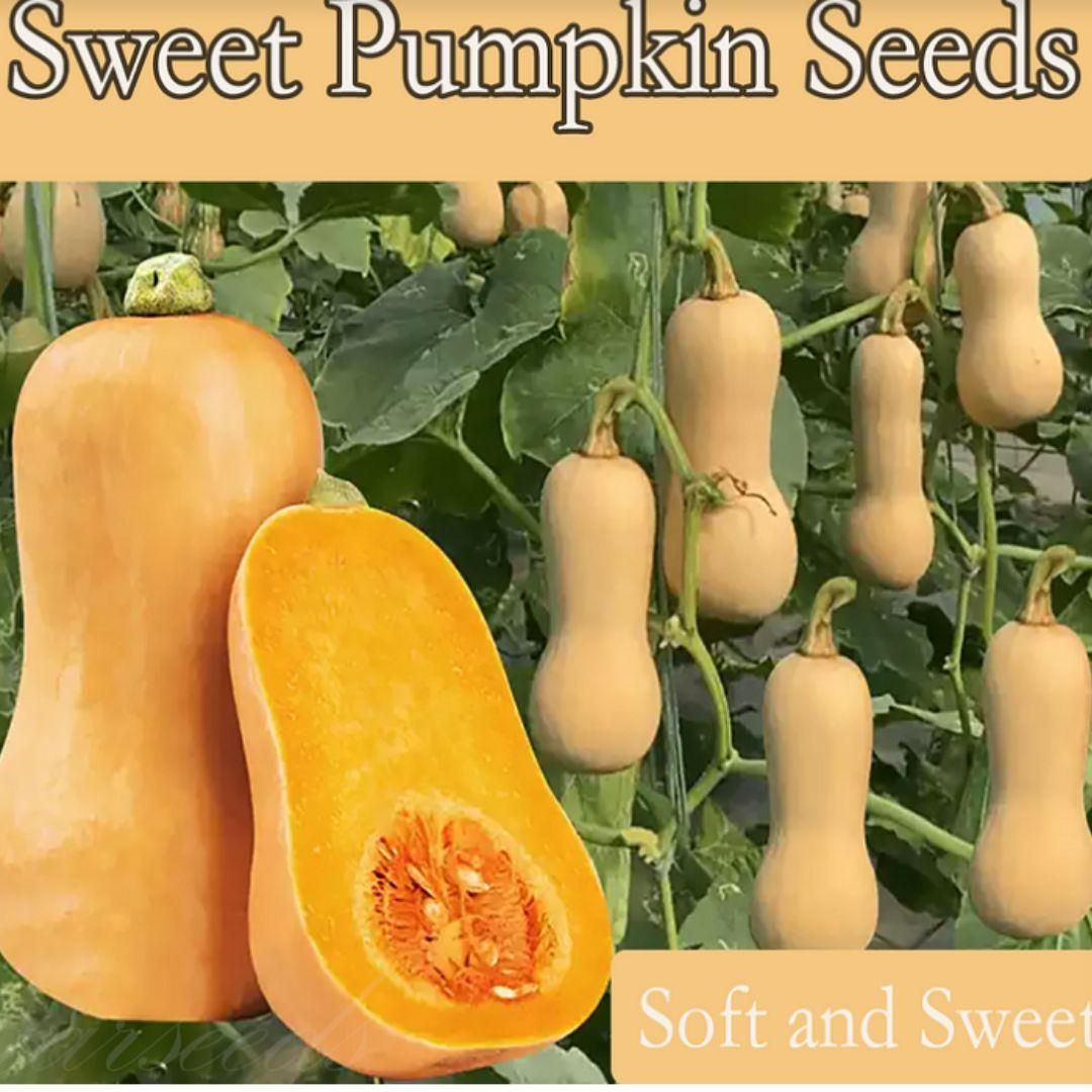 THE GIR FARMER natural sweet cream pumpkin seeds showing ripe butternut pumpkins on vine with a sliced orange interior