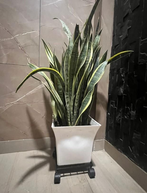Indoor planter stand on wheels holding a tall snake plant in a white square pot