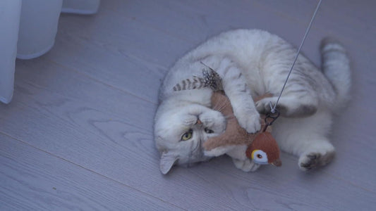 Playful cat with an interactive cat toy for indoor cats, enjoying a fun and engaging moment