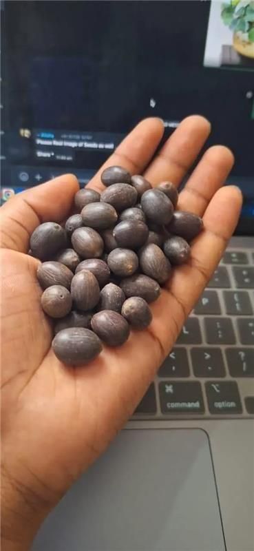 Hand holding dark round bonsai lotus flower seeds over laptop keyboard ready for planting