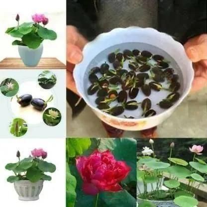 Image of bonsai lotus flower seeds soaking in a bowl and potted miniature lotus plants with pink blooms