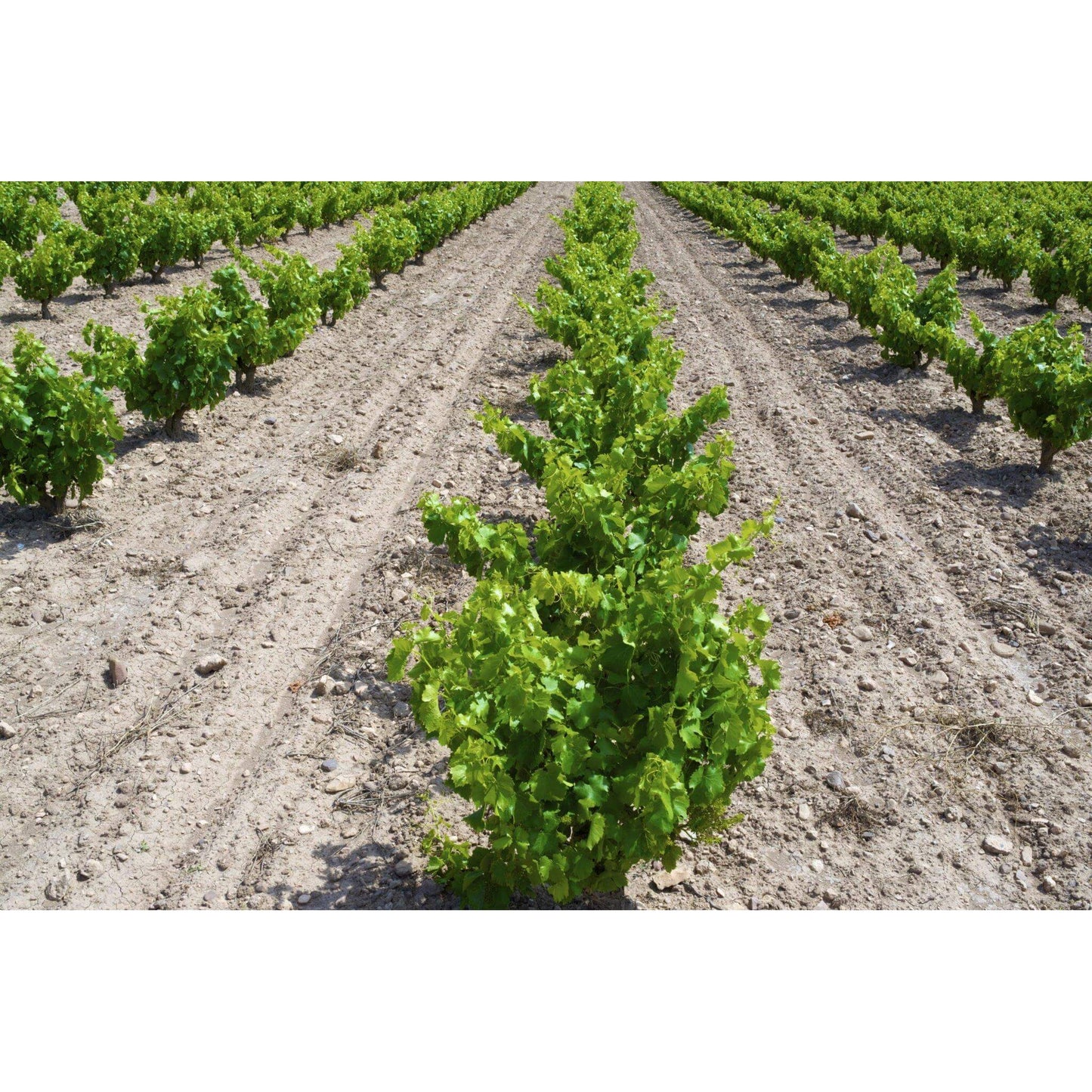 Organic asafoetida powder from The Gir Farmer sourced from lush green fields