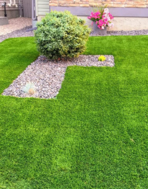 Lush green lawn featuring a well-maintained garden bed with organic grass seeds for home garden