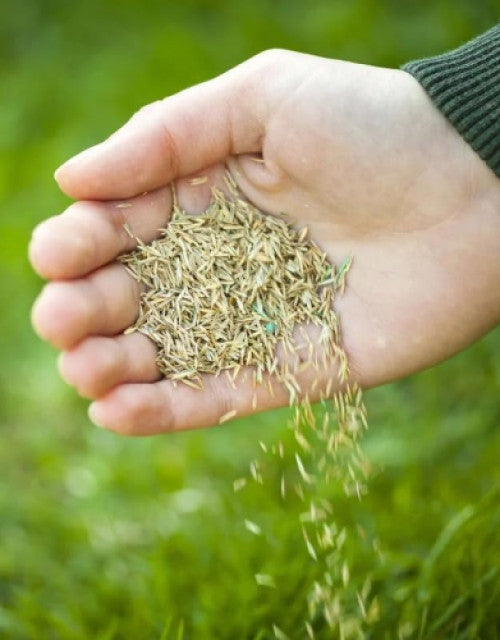 Person scattering organic grass seeds for home garden on green grass surface