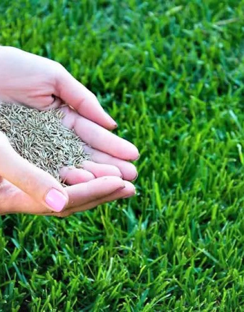 Hands holding organic grass seeds for home garden on lush green grass