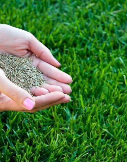 Hand holding organic grass seeds for home garden ready to be planted on lush green lawn