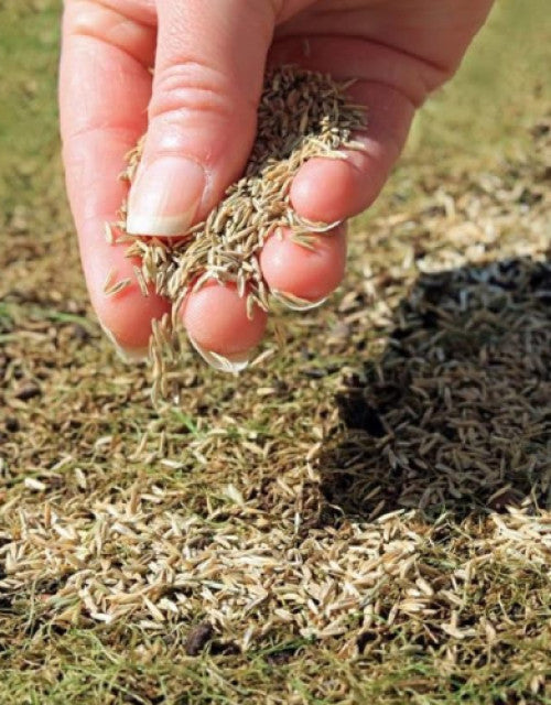 Hand scattering organic grass seeds for home garden on prepared soil for lush growth