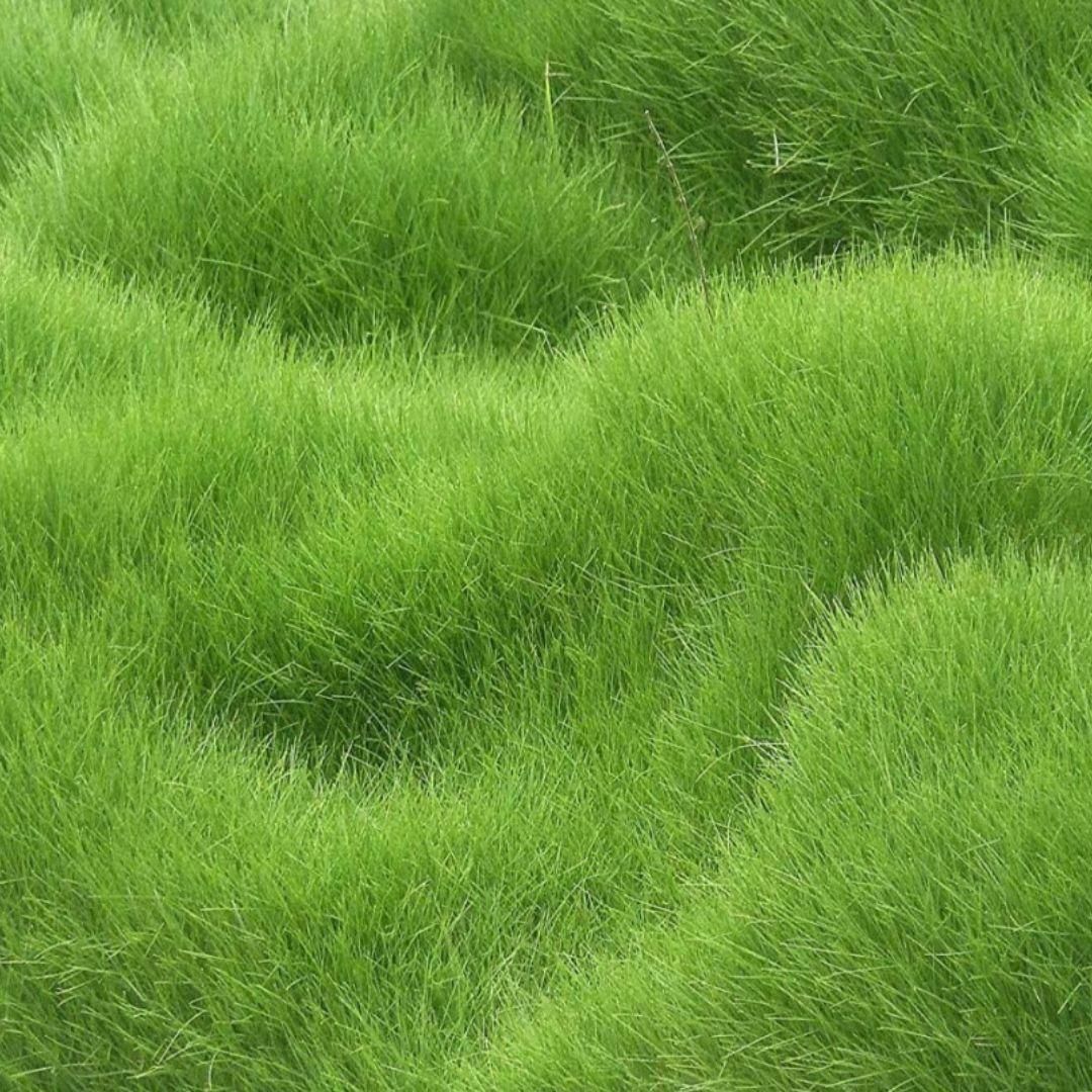 Dense and healthy green grass lawn representing the effectiveness of organic herbicide granules for grass