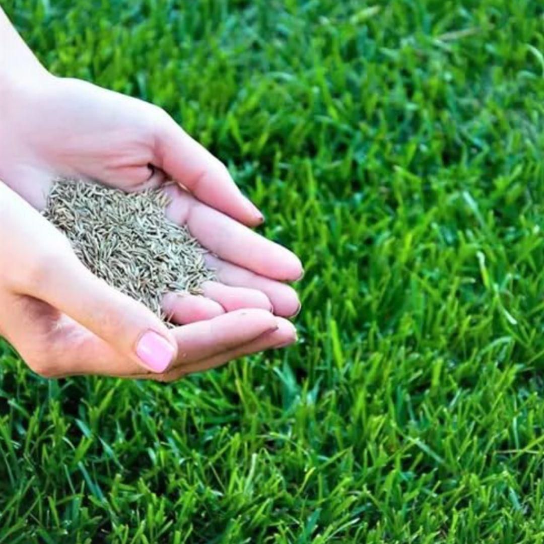 Hands holding organic herbicide granules for grass over a green lawn by THE GIR FARMER