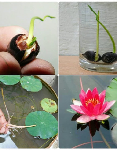 Sustainable organic lotus seeds showcasing the sprouting process and vibrant flowers in a pond