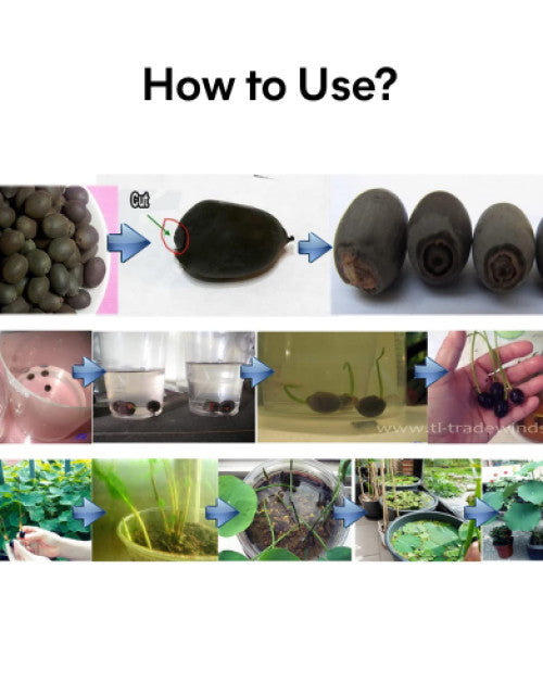 Step-by-step guide on how to use organic lotus seeds for planting and growth in various stages