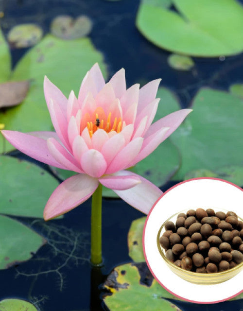 Organic lotus seeds in a bowl beside a pink lotus flower in a serene pond setting