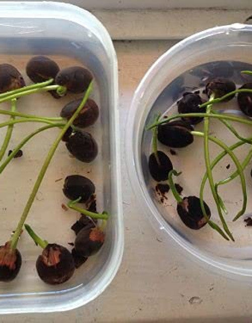 Two containers with water showing organic lotus seeds and sprouting green roots