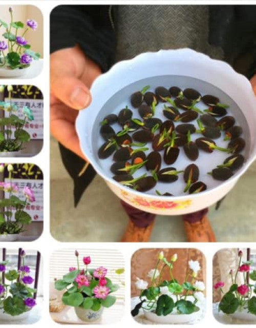 Bowl of floating organic lotus seeds surrounded by various potted lotus plants in different colors
