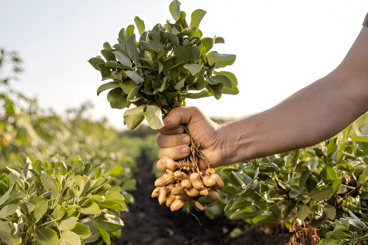 Hand holding freshly harvested organic raw peanuts with green leaves in a peanut farm field