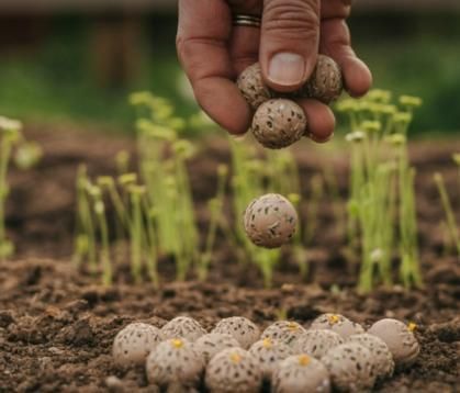 Hand dropping organic seedballs pack on soil with green seedlings growing in background