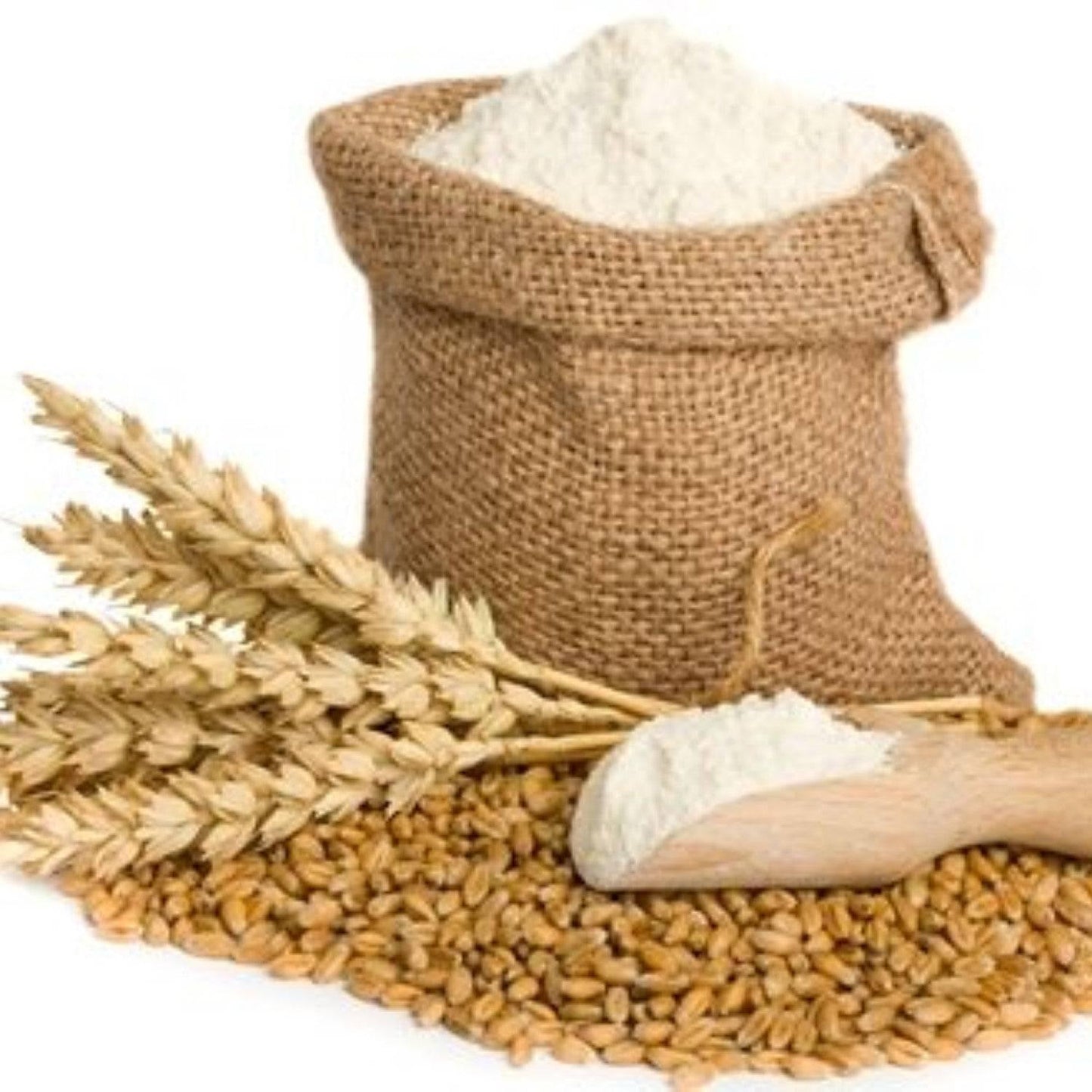 Organic whole wheat flour in a jute bag with wheat grains and a wooden scoop for baking