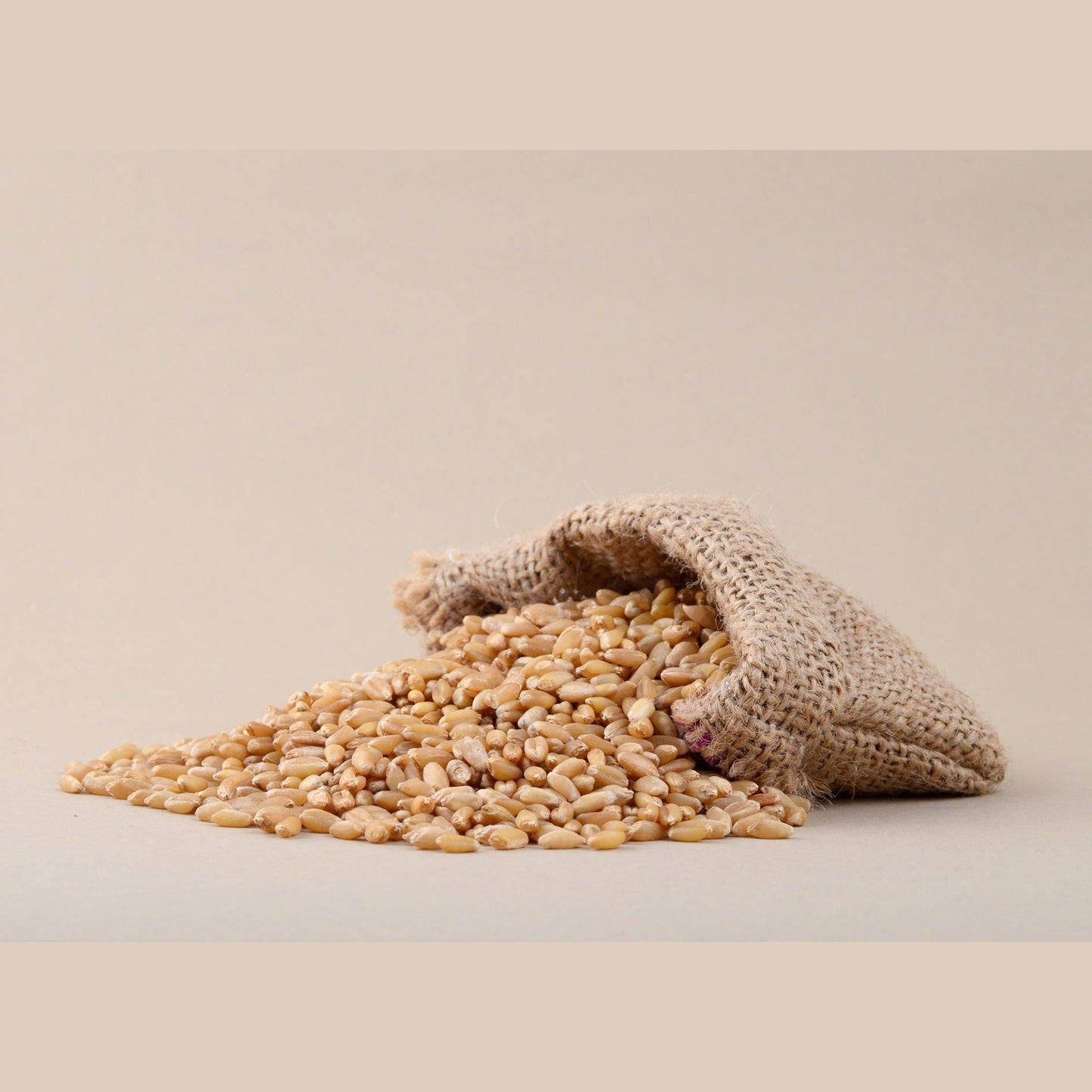 Pure organic grains online with spilled wheat from a burlap sack on a neutral background