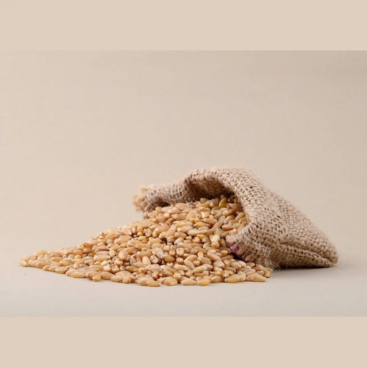 Pure organic grains online with spilled wheat from a burlap sack on a neutral background