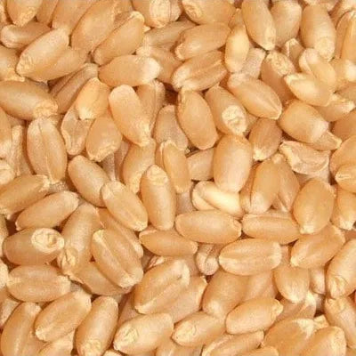 High-quality wheat grains from THE GIR FARMER, perfect for pure organic grains online.