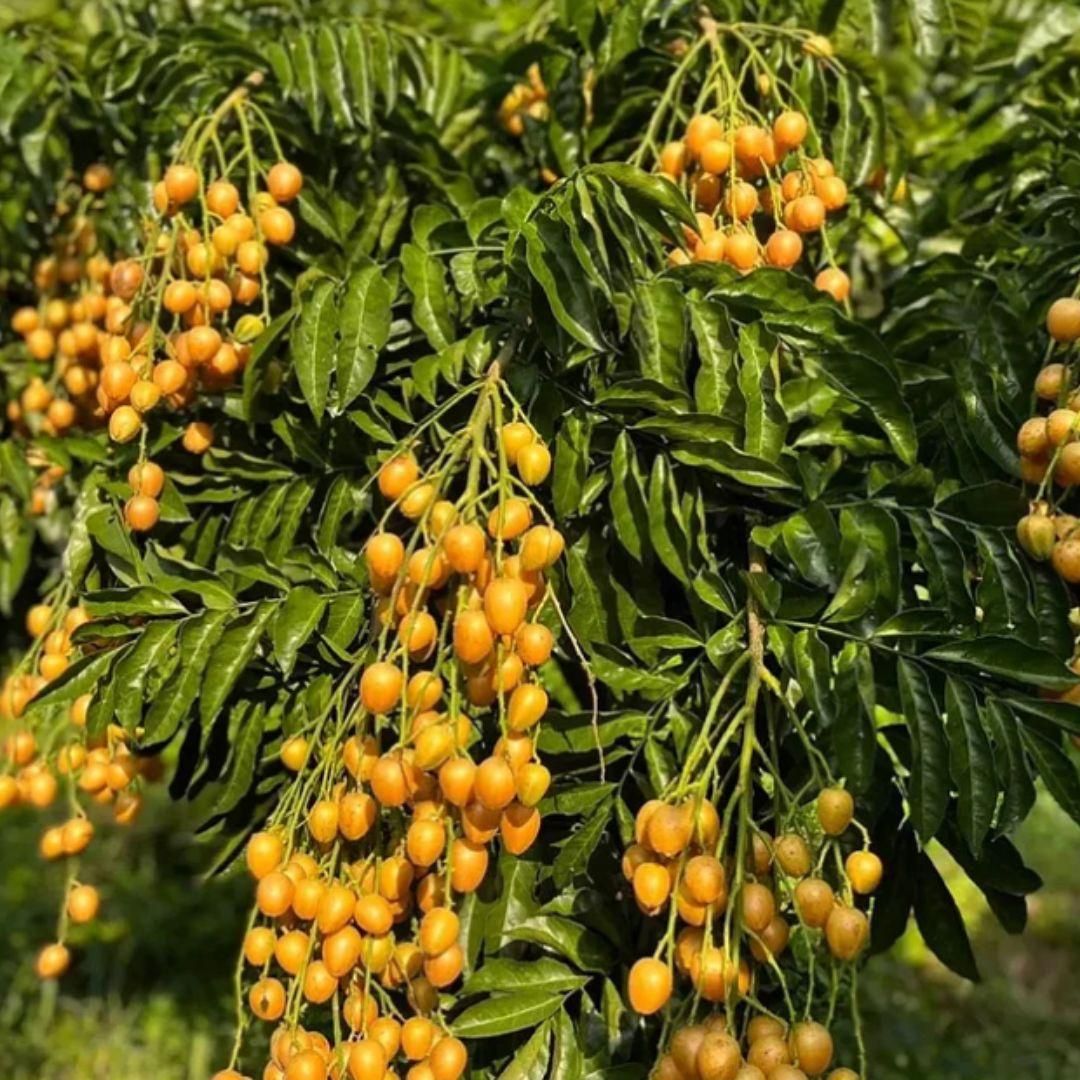 Clusters of ripe yellow wampee fruit hanging from tree with glossy pinnate leaves organic wampee seeds