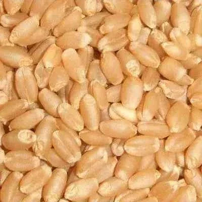 Natural whole wheat grain foods in light golden color, perfect for healthy baking and cooking