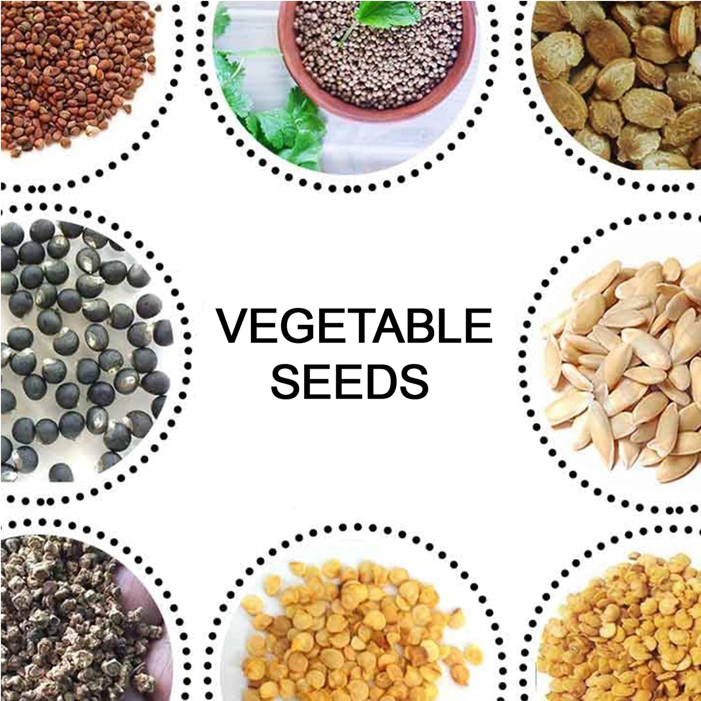 15 Varieties of Vegetable Seeds Combo (1 Pkt. / 15 Varieties) Your Brand