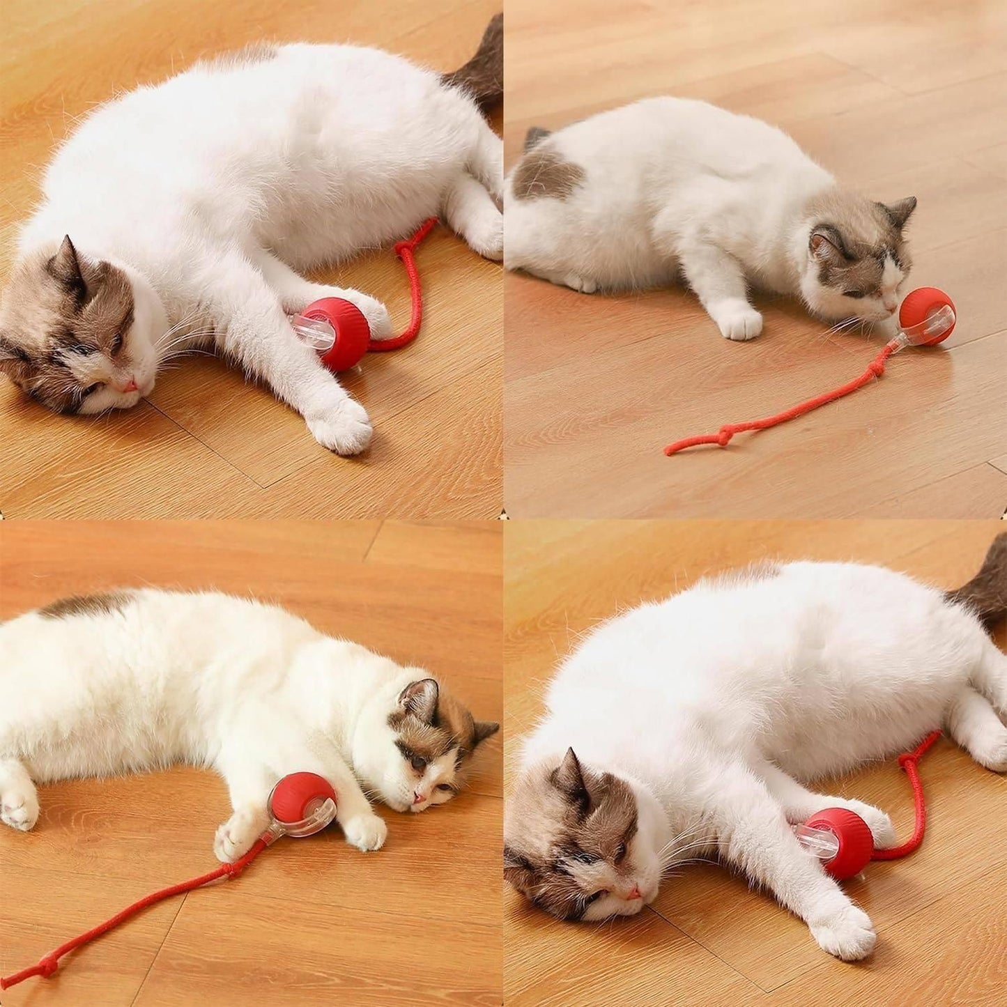 White and brown cat playing with THE GIR FARMER automatic rolling ball for cats on wooden floor