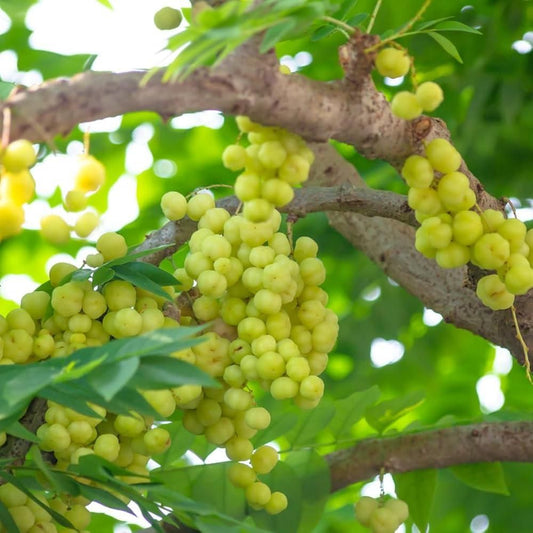 Clusters of fresh gooseberries hanging on branches surrounded by green leaves high yield gooseberry seeds for planting