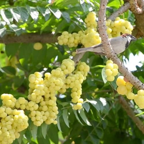 High yield gooseberry seeds for planting showing ripe yellow gooseberry clusters on tree branches with green leaves