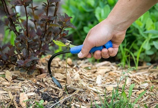 Hand using mini weeder pack for raised beds with blue handle to remove weeds from garden soil