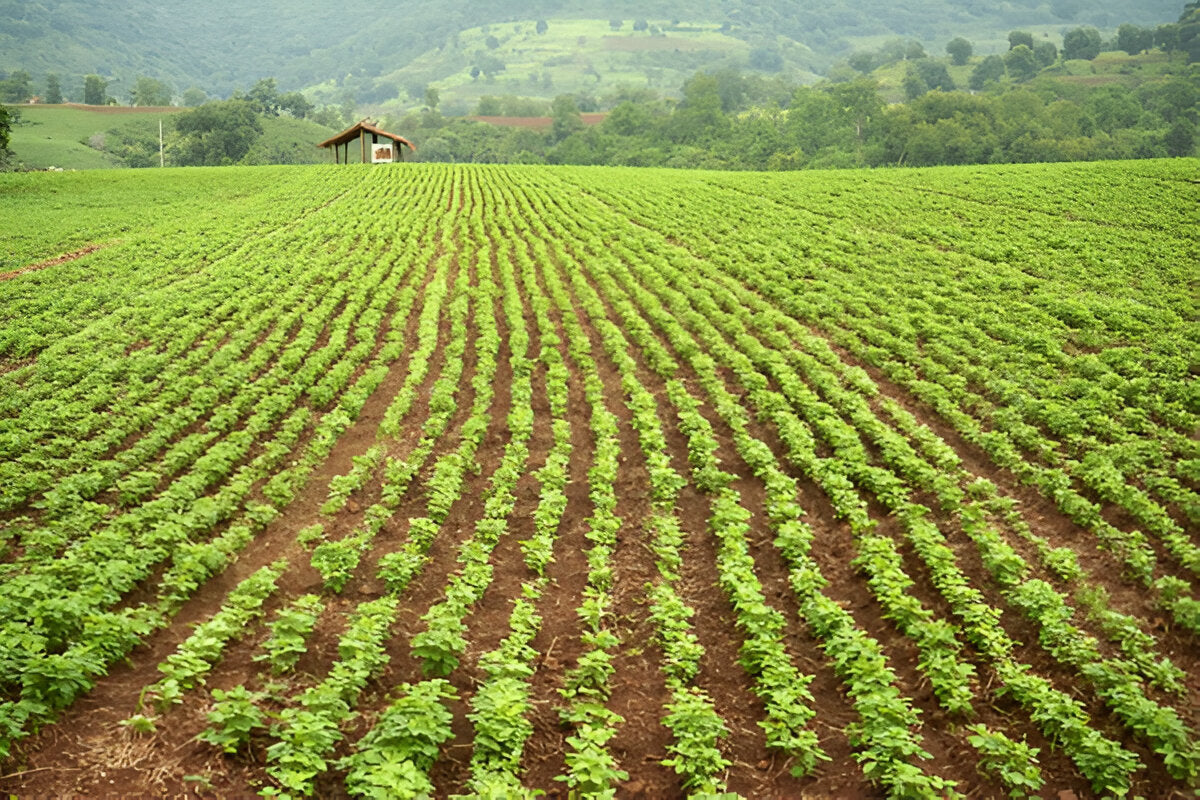 The GIR FARMER nutrient-rich soyabean for cooking growing in neat, green rows on a farm field