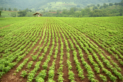 The GIR FARMER nutrient-rich soyabean for cooking growing in neat, green rows on a farm field
