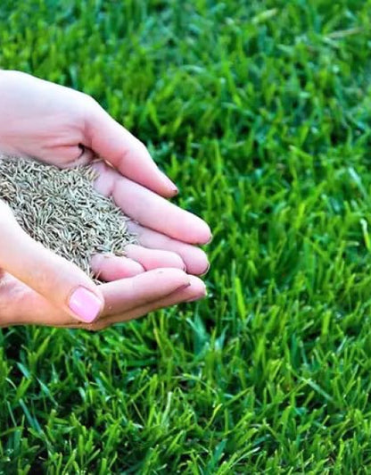 Hands holding organic grass seeds for home garden on lush green grass