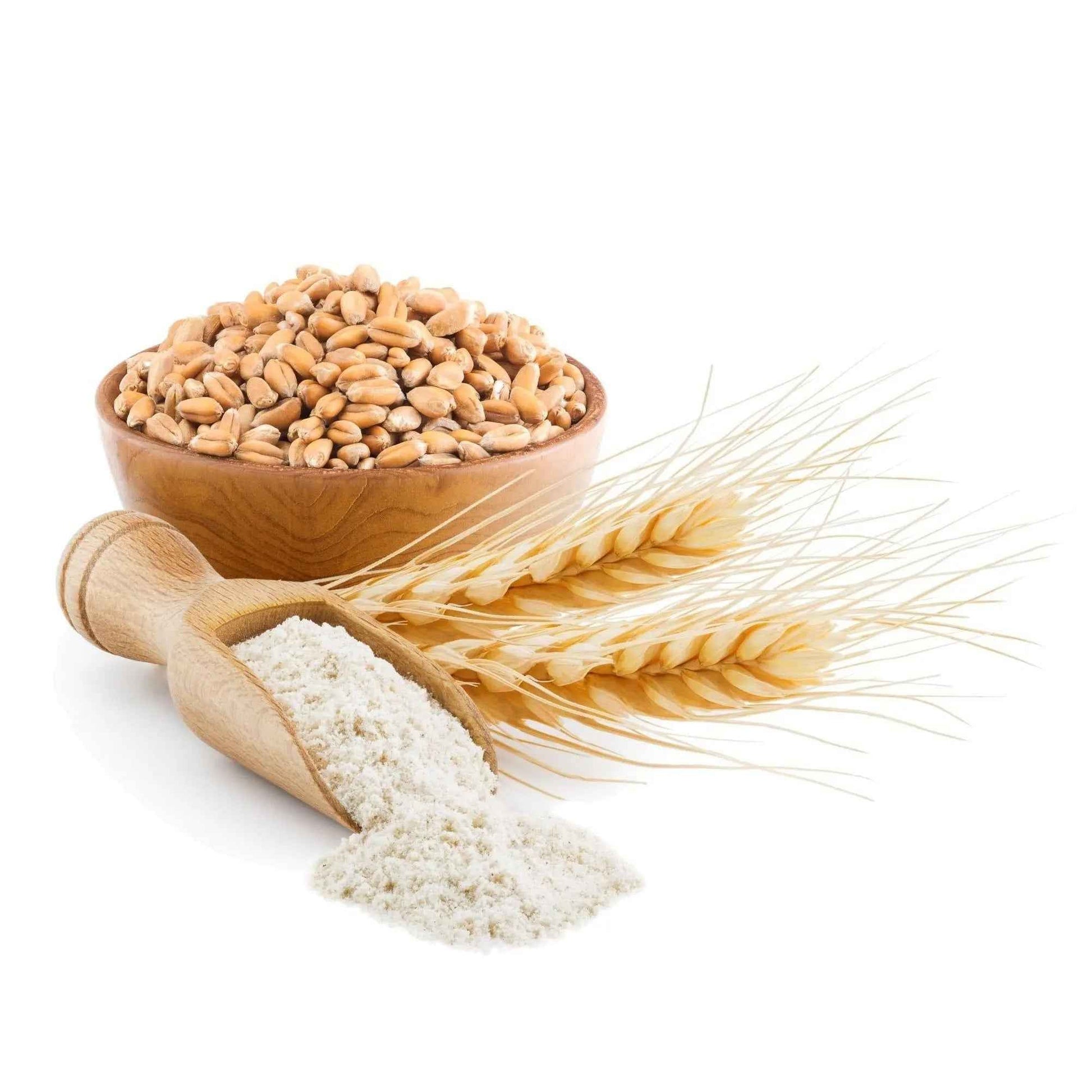 Organic wheat flour in a wooden scoop with whole wheat kernels and wheat stalks for baking and cooking