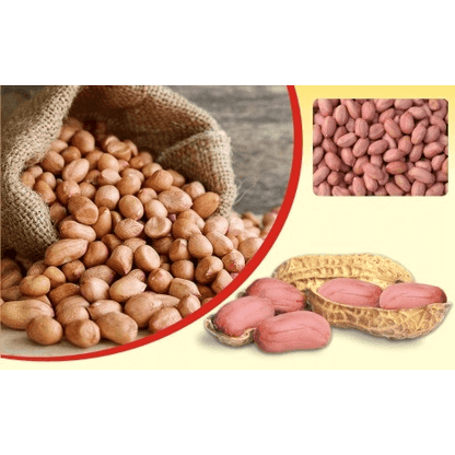Raw sing dana peanuts in a burlap sack with some shelled and unshelled peanuts on display