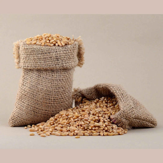 Natural burlap sack filled with whole wheat grain foods spilling out for healthy cooking and baking