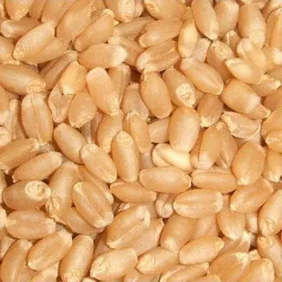 Close-up of light tan whole wheat grain foods for healthy cooking and baking options