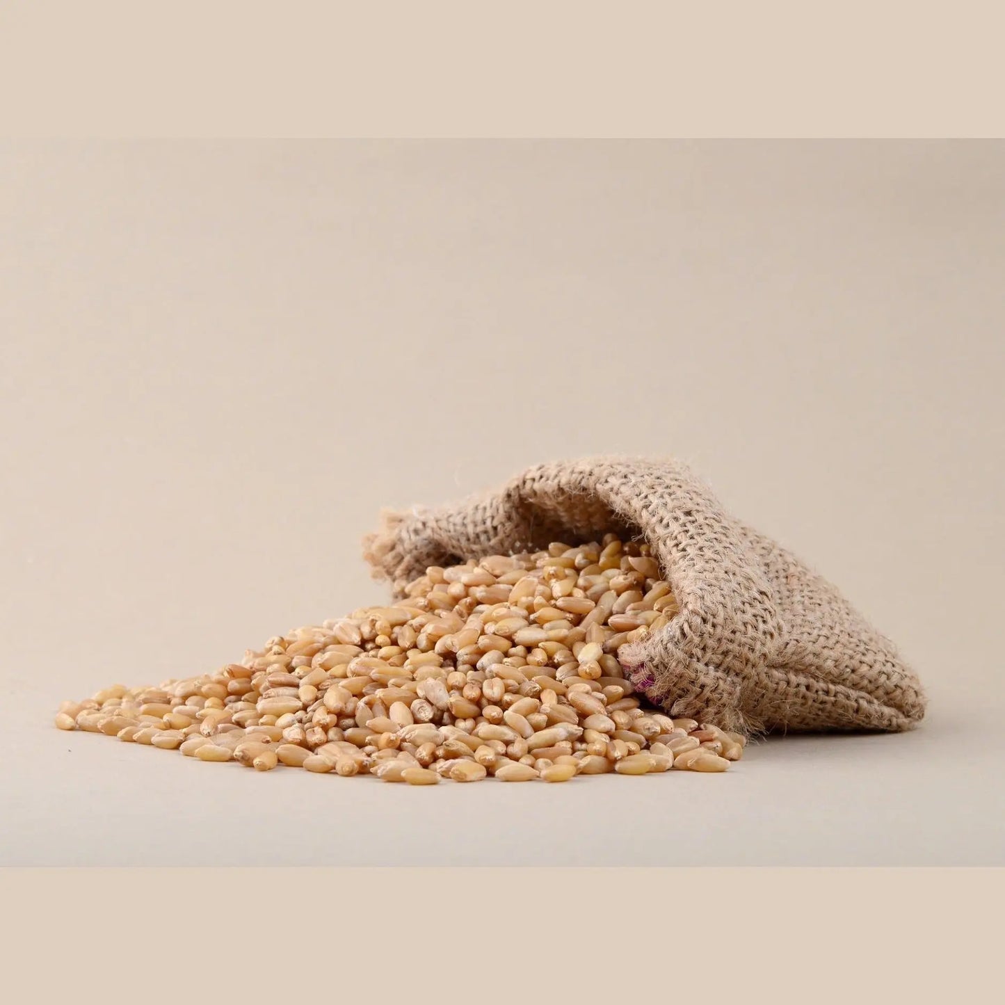 Natural beige whole wheat grain foods spilling from a burlap sack, perfect for healthy recipes