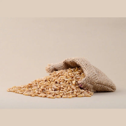 Natural beige whole wheat grain foods spilling from a burlap sack, perfect for healthy recipes